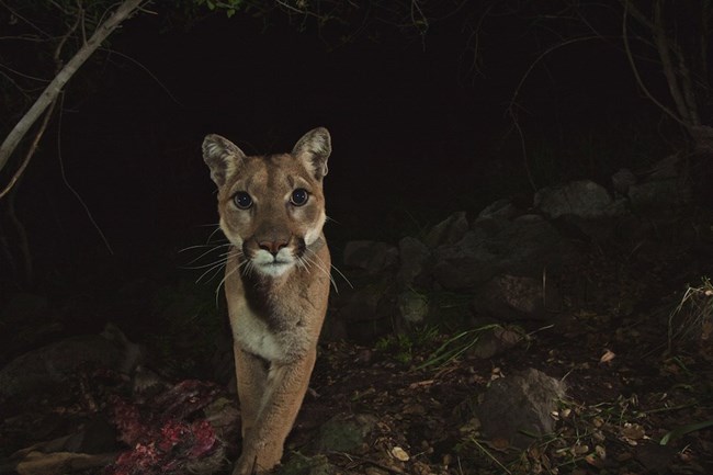 Mountain Lion looking into camera at night.