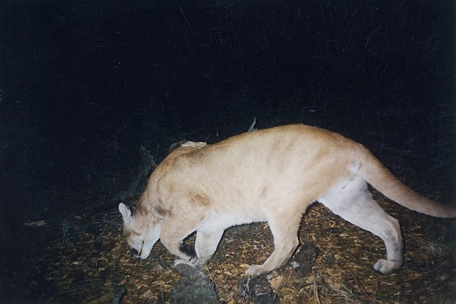 Mountain lion walking at night.