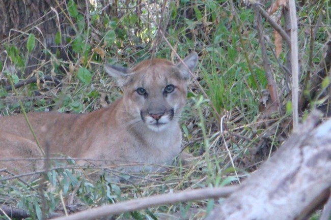 Mountain lion among grass and brush.