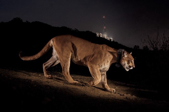 Mountain lion walking down mountain side with Hollywood sign in the background.