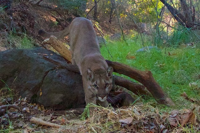 Mountain Lion among rocks and brush.