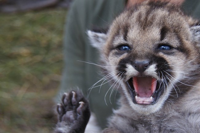 Kitten close up.