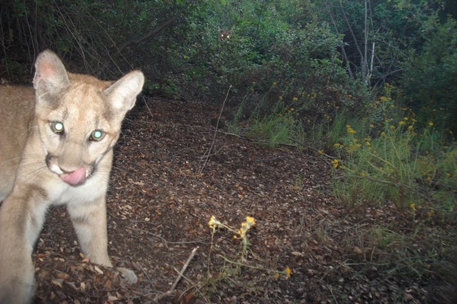 lt= Mountain Lion among grass and brush.