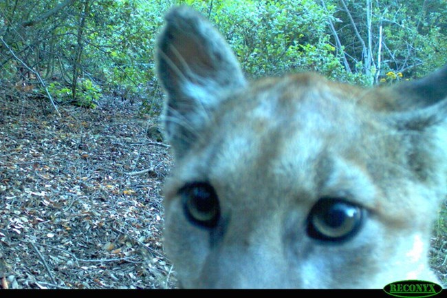 lt= Mountain Lion looking into camera.