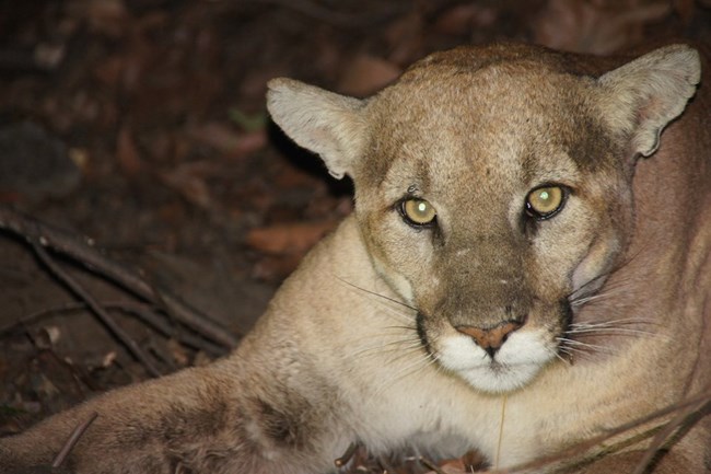 lt= Mountain Lion looking into camera at night.