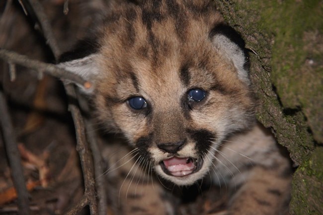 Kitten among rocks and brush.