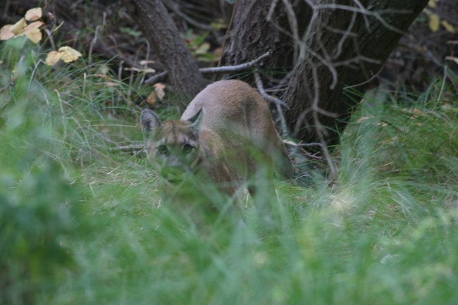 lt= Mountain lion among grass and brush.