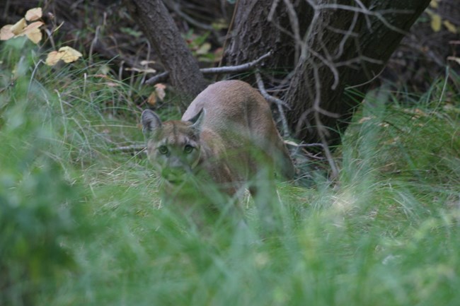 Mountain lion among grass and brush.