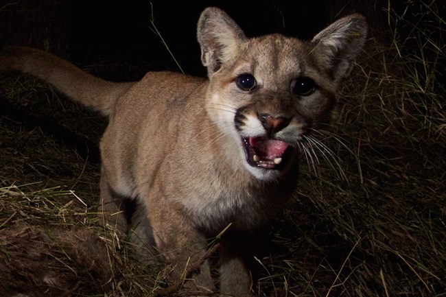 Mountain Lion looking into camera at night.