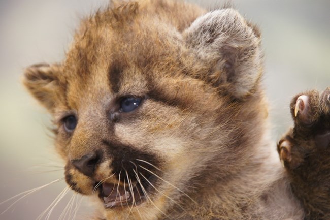 Kitten close up.