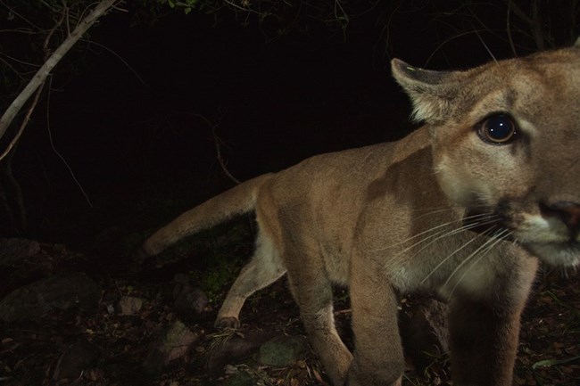 Mountain Lion looking into camera at night.