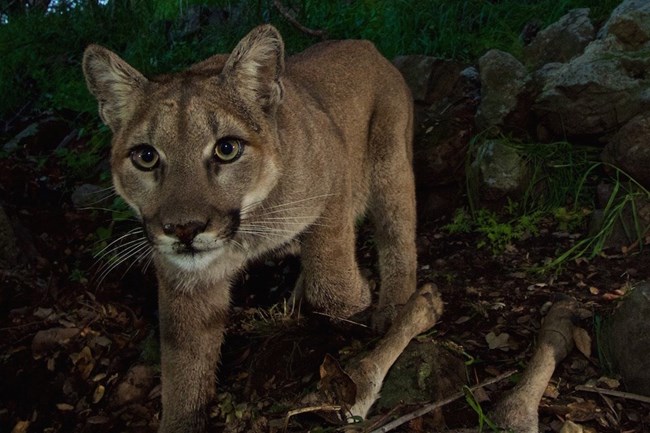 Mountain Lion looking into camera at night.