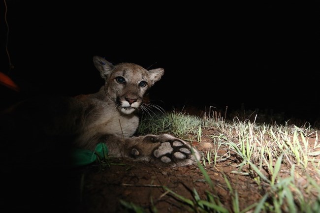 Mountain Lion looking into camera at night.