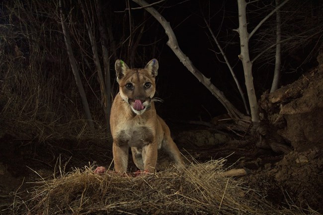 lt= Mountain Lion looking into camera at night.