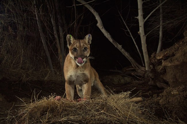 Mountain Lion looking into camera at night.