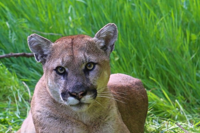 Mountain lion among grass and brush.