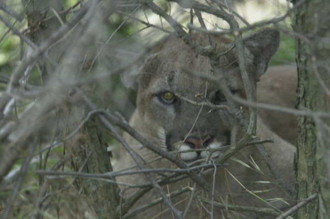lt= Mountain lion among sticks and brush.