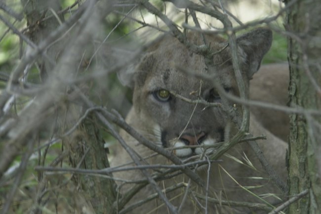 Mountain lion among sticks and brush.