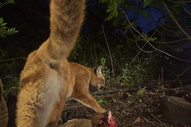 Mountain lion at night among grass and brush.