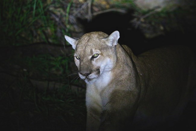 Mountain Lion at night.