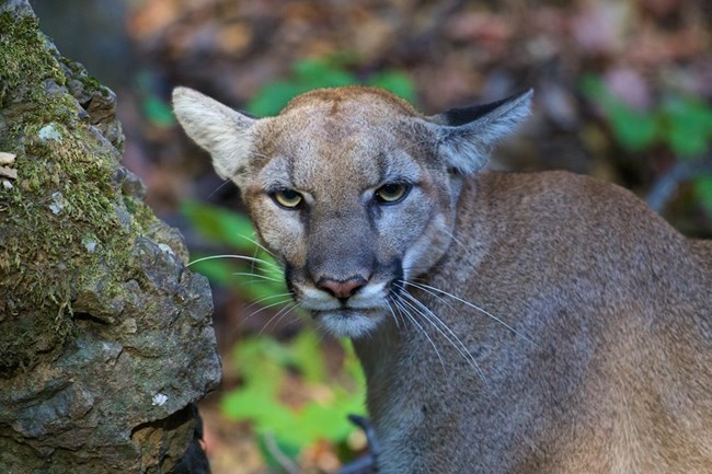 Mountain Lion among rocks and brush.