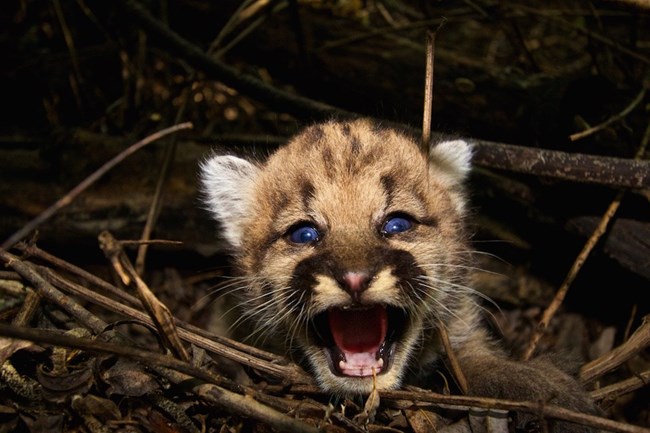 Kitten among grass and brush.