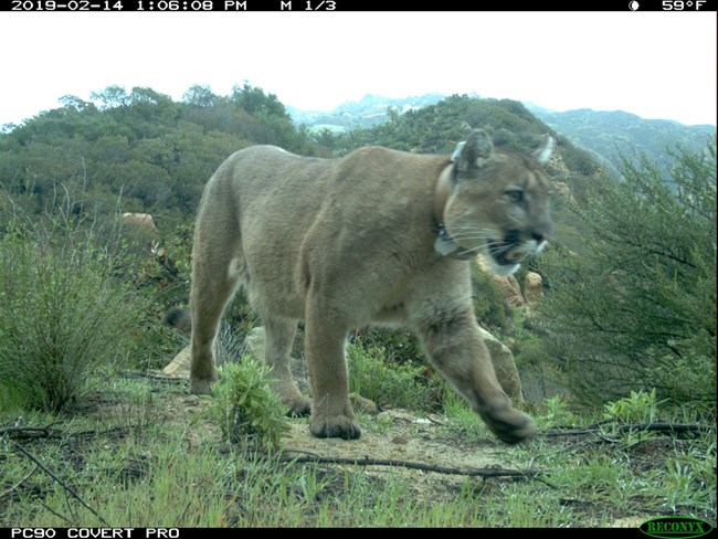 Mountain Lion with collar walking.