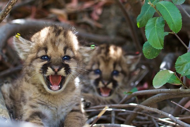 Kittens among grass and brush.