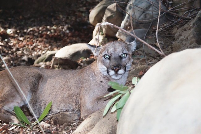 Mountain Lion among rocks and brush.