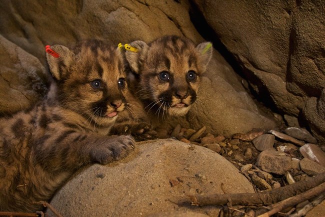 Kittens among rocks and brush.