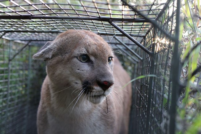 Mountain lion in a cage.
