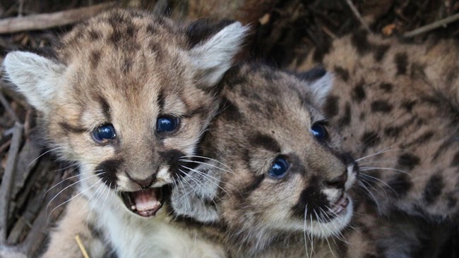 Kittens among grass and brush.