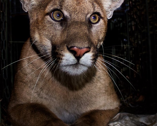 Mountain Lion looking into camera at night.