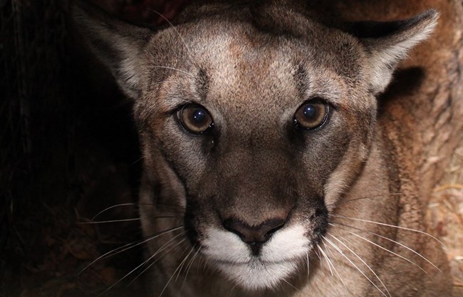 Mountain Lion looking into camera at night.