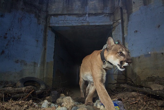 lt= Mountain Lion walking through culvert at night.