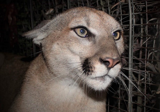 Mountain Lion at night.