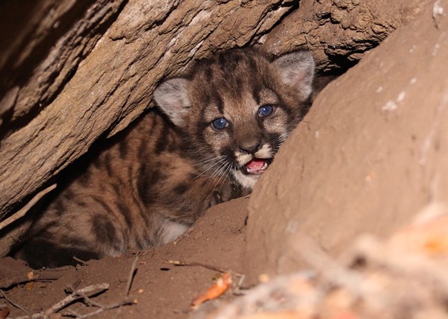 Kitten among rocks and brush.