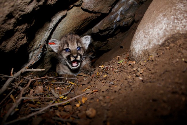 lt= Kittens among rocks and brush.
