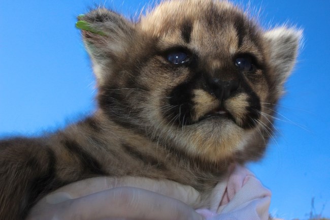 Kitten being held up by hands.