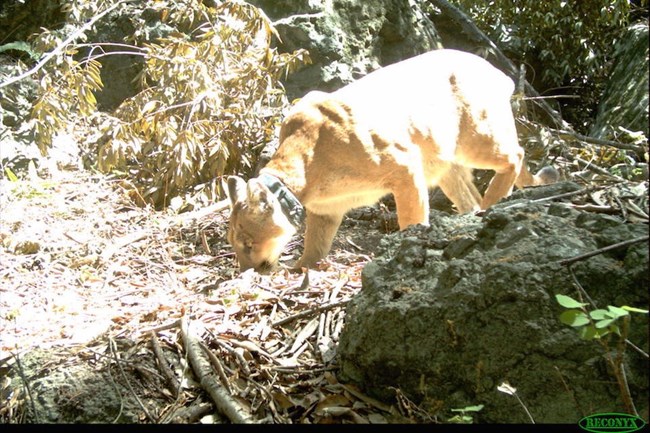 Mountain Lion among rocks and brush.