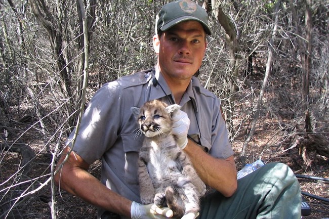Uniformed ranger holding kitten with gloved hands.