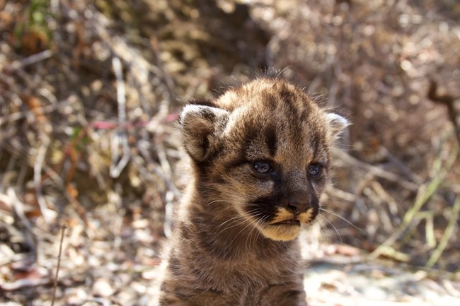 Kitten among grass and brush.