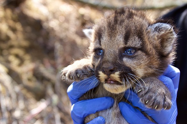 Kitten being held up by hands.