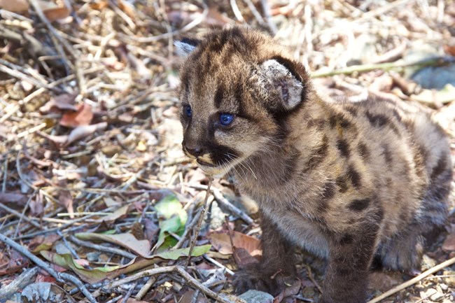 Kitten among grass and brush.