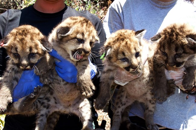 Kittens being held by gloved hands.