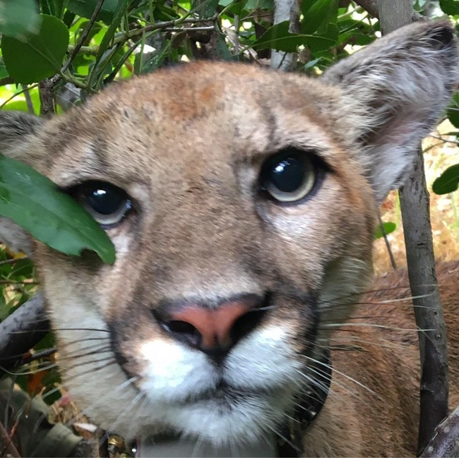 lt= Mountain Lion looking into camera.