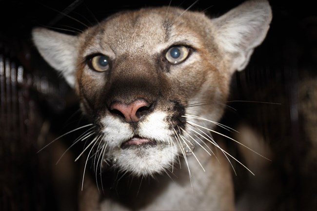 Mountain Lion looking into camera at night.