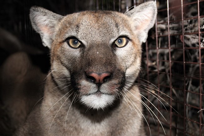 Mountain Lion looking into camera at night.