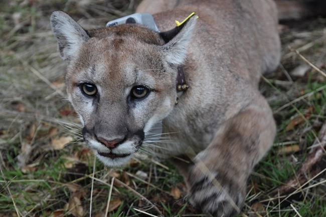 MountainLion in low brush.