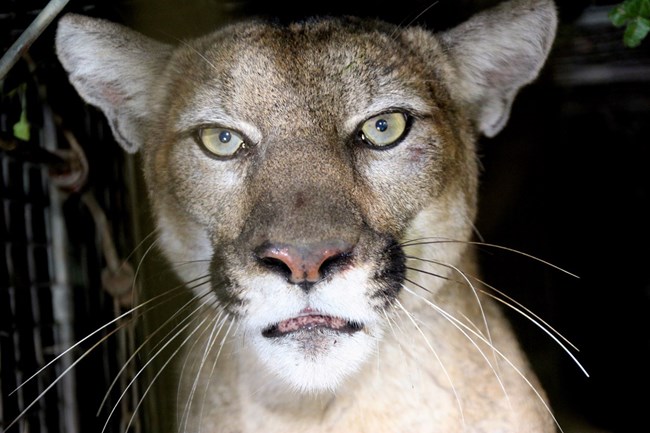 Mountain Lion looking into camera at night.